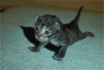 chat chat
